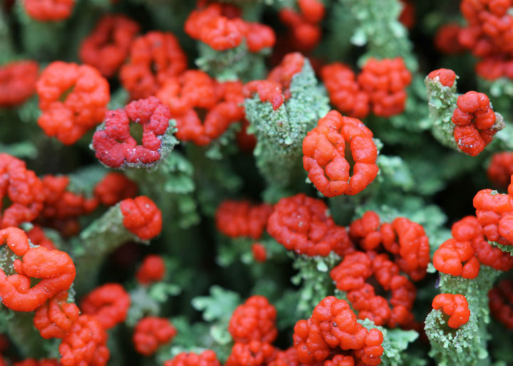British Soldier Lichen